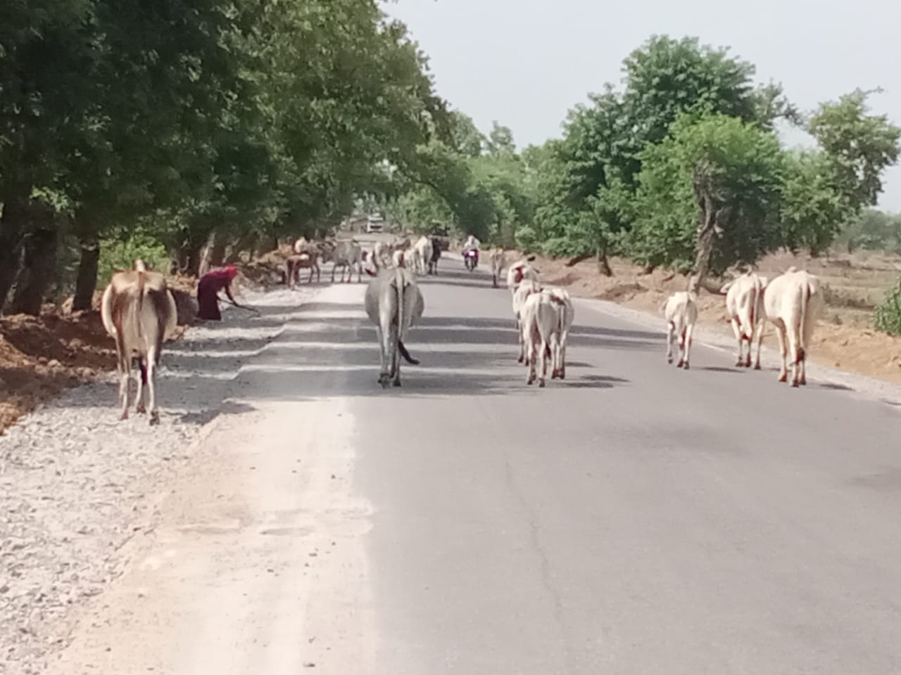 अतर्रा कान्हा गोशाला में बीमार पड़ा गोवंश। संवाद