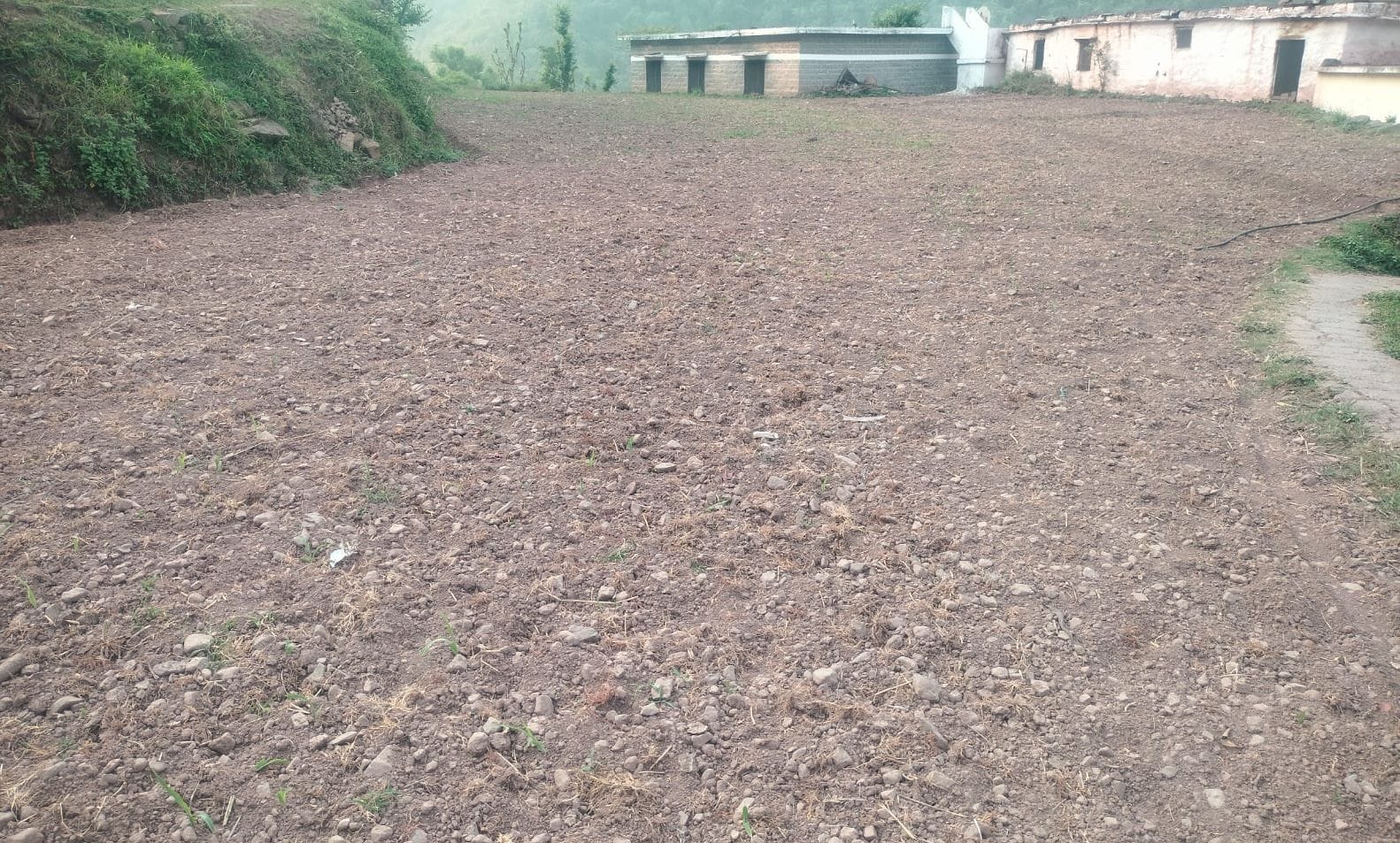 बनेठी पंचायत के गौंत गांव में बारिश न होने से प्रभावित हुई शिमला मिर्च की फसल। संवाद