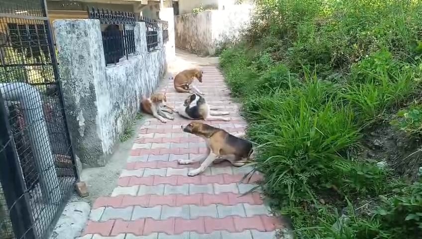 पम्मी शर्मा , वार्ड नंबर दस राम नगर पम्मी शर्मा , वार्ड नंबर दस राम नगर