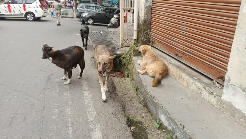 पम्मी शर्मा , वार्ड नंबर दस राम नगर पम्मी शर्मा , वार्ड नंबर दस राम नगर