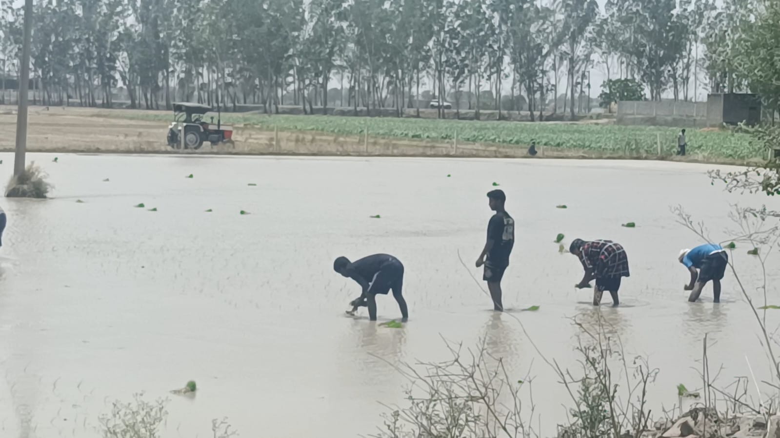 देवबन के एक खेत में धान की रोपाई करते हुए मजदूर। संवाद देवबन के एक खेत में धान की रोपाई करते हुए मजदूर। संवाद