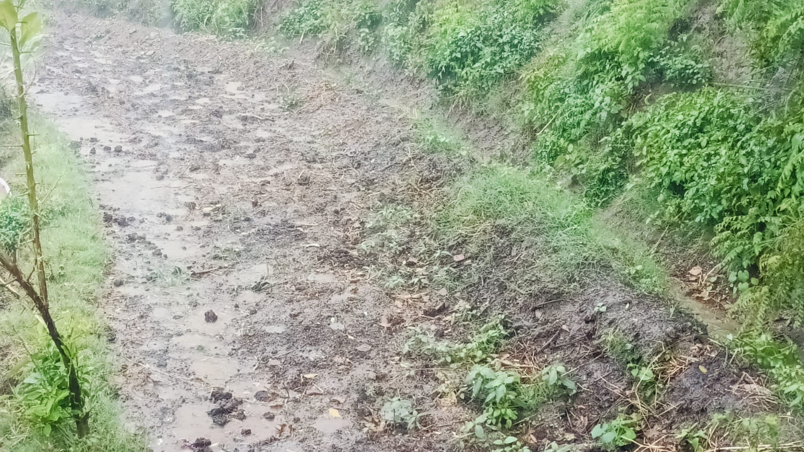 बिलासपुर में बारिश के बाद खेतों में जमा पानी। संवाद