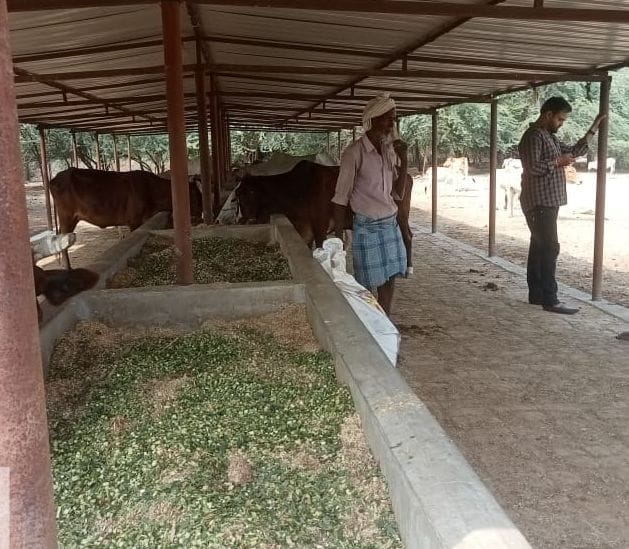 फोटो-27-लहरू गांव की गोशाला में भूसा उतारते मजदूर। संवाद