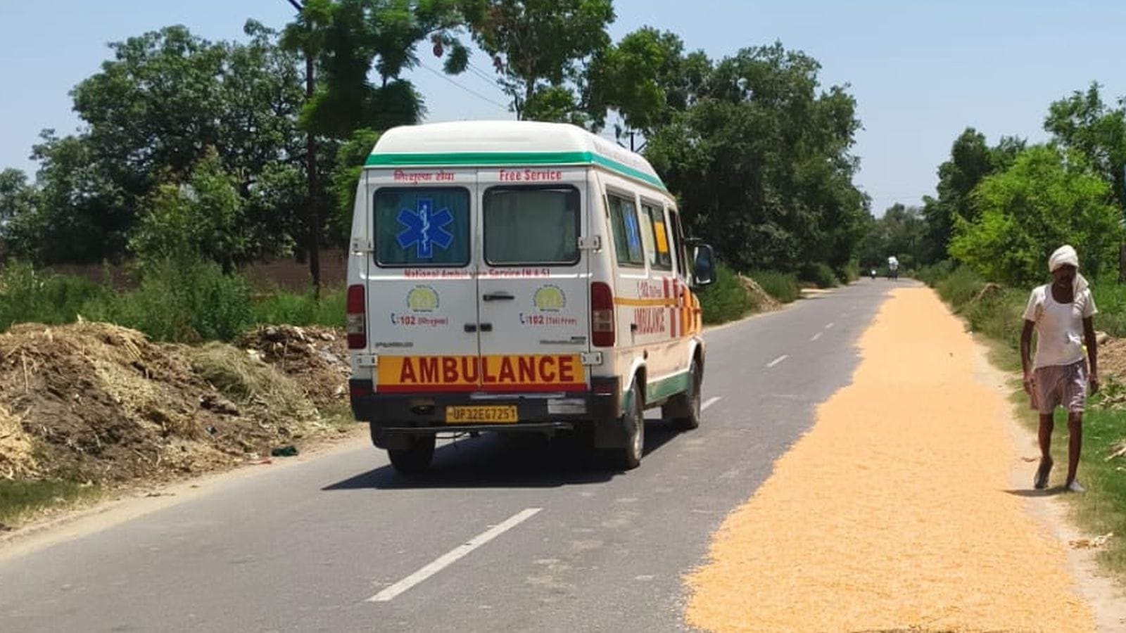 ककोड़ा से कछला मार्ग पर सूख रही मक्का। संवाद