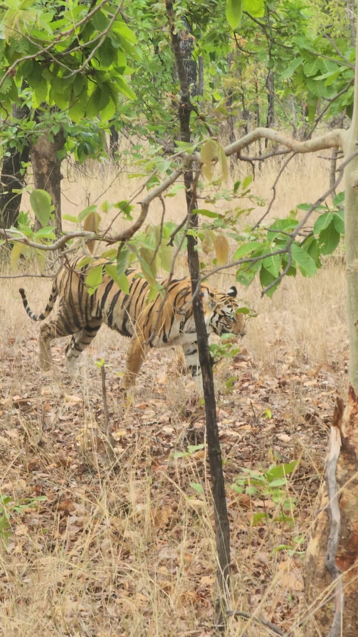 दुश्मनी छोड़ गर्मी से राहत पाने के लिए बैठे रहे बाघ 