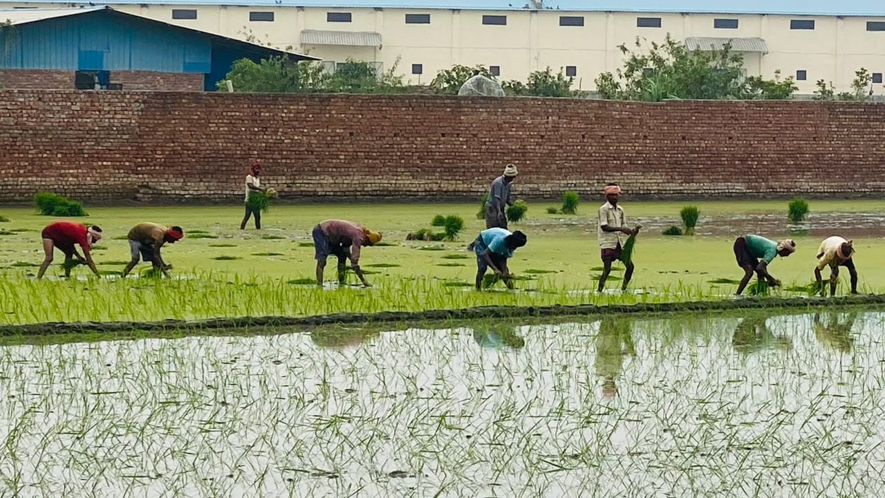 कुरुक्षेत्र। धान की रोपाई करते श्रमिक। संवाद कुरुक्षेत्र। धान की रोपाई करते श्रमिक। संवाद