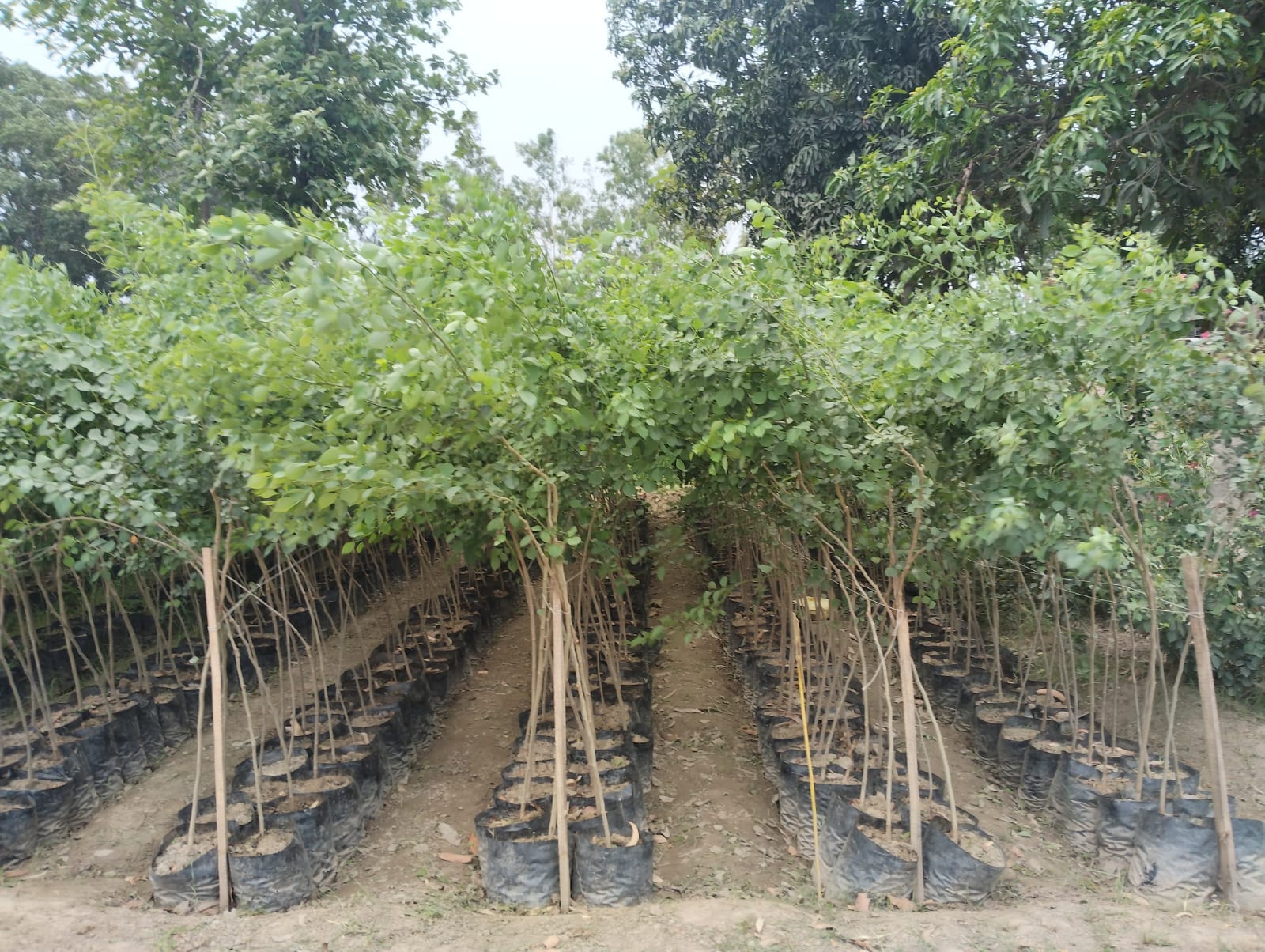 शेरगढ़ में पौधा रोपण करते हुए अधिकारी व ग्रामीण। संवाद