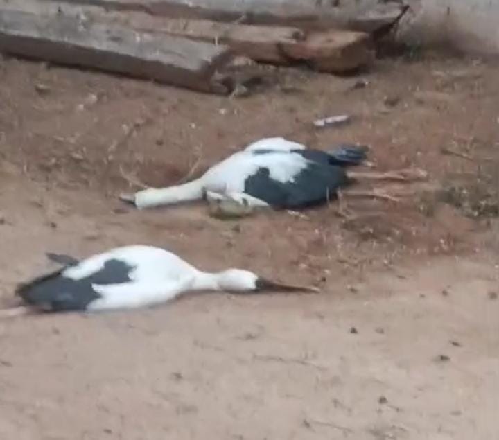 korba korba