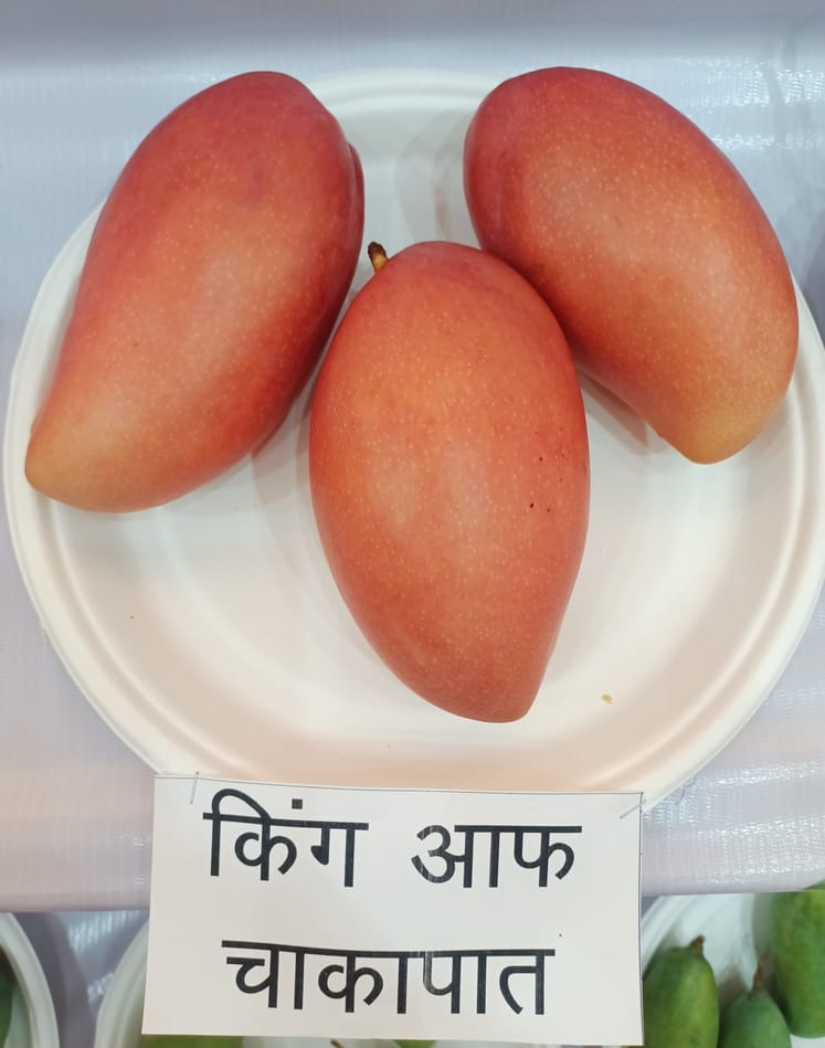 इंदिरा गांधी प्रतिष्ठान में आयोजित आम महोत्सव-2026 का शुभारंभ। 
