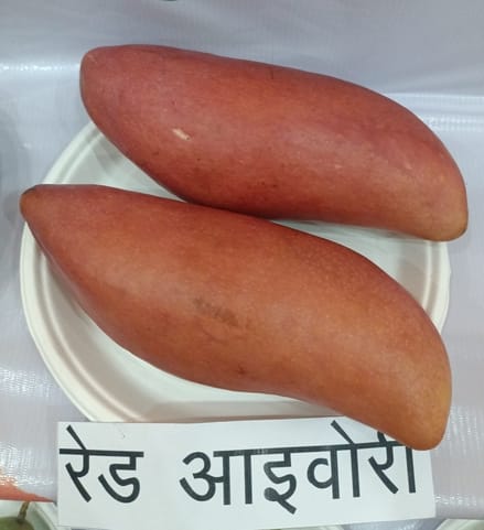 इंदिरा गांधी प्रतिष्ठान में आयोजित आम महोत्सव-2026 का शुभारंभ। 