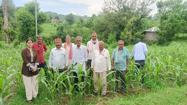 फॉल आर्मी वर्म। स्रोत : इंटरनेट फॉल आर्मी वर्म। स्रोत : इंटरनेट