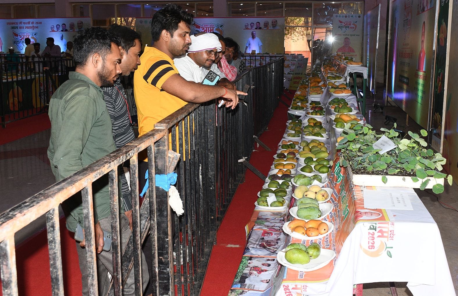 इंदिरा गांधी प्रतिष्ठान में चल रहे तीन दिवसीय आम महोत्सव में लगातार दूसरे दिन शनिवार को शौकीनों