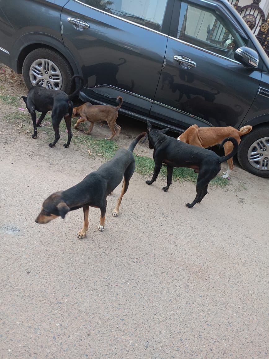 आवारा कुत्ते।
