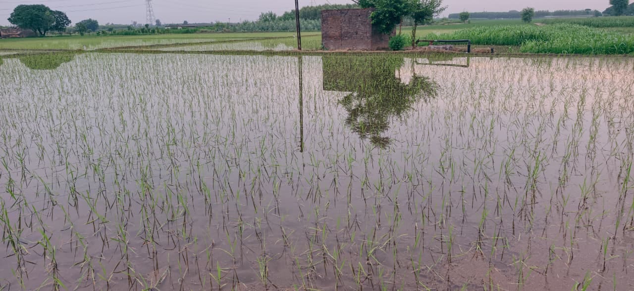 डाॅ. रविकांत, खंड कृषि अधिकारी, बराड़ा। डाॅ. रविकांत, खंड कृषि अधिकारी, बराड़ा।