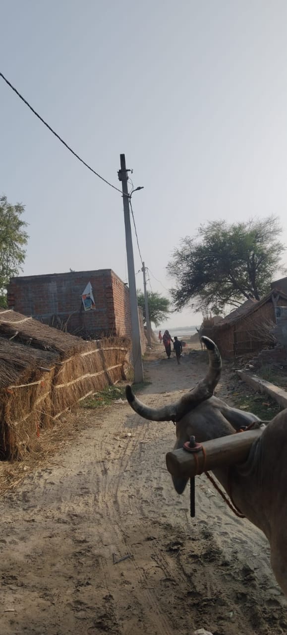 फोटो-10 ताराबानो।
