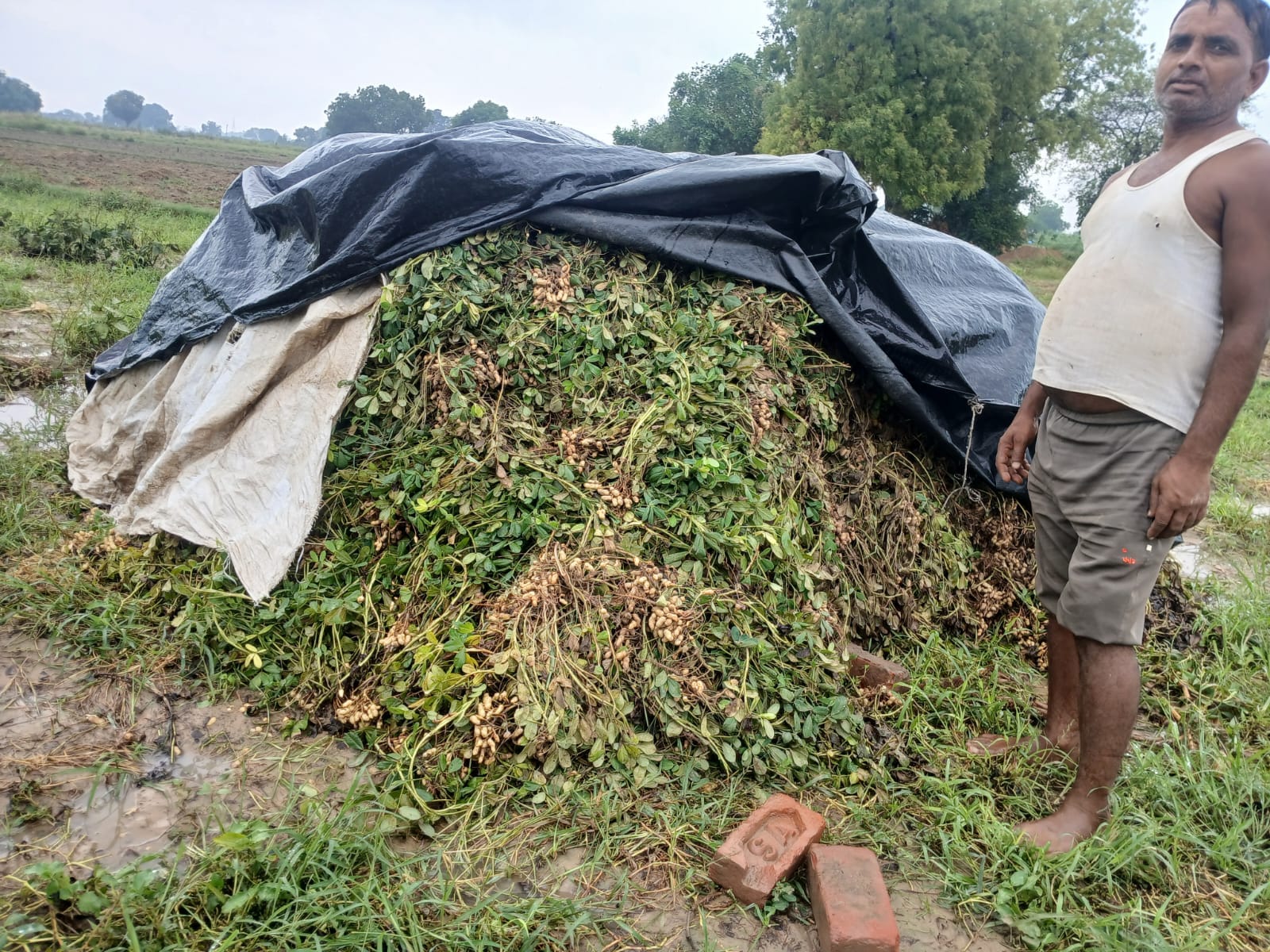 फोटो -24- खेतों में खुदी पड़ी मूंगफली की फसल। संवाद फोटो -24- खेतों में खुदी पड़ी मूंगफली की फसल। संवाद