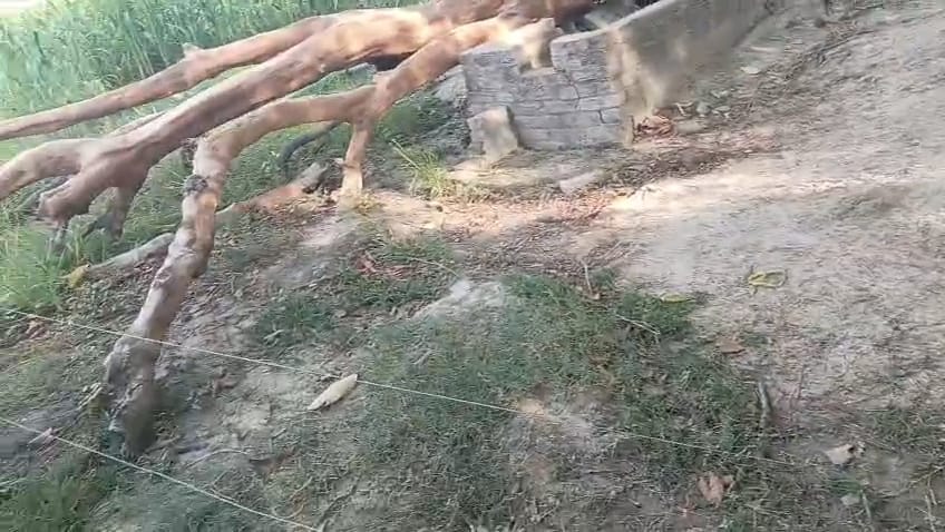 करनाईपुर में मक्के के खेत के बगल खींचा है बिजली का तार जिसमें दौड़ रहा है करंट करनाईपुर में मक्के के खेत के बगल खींचा है बिजली का तार जिसमें दौड़ रहा है करंट
