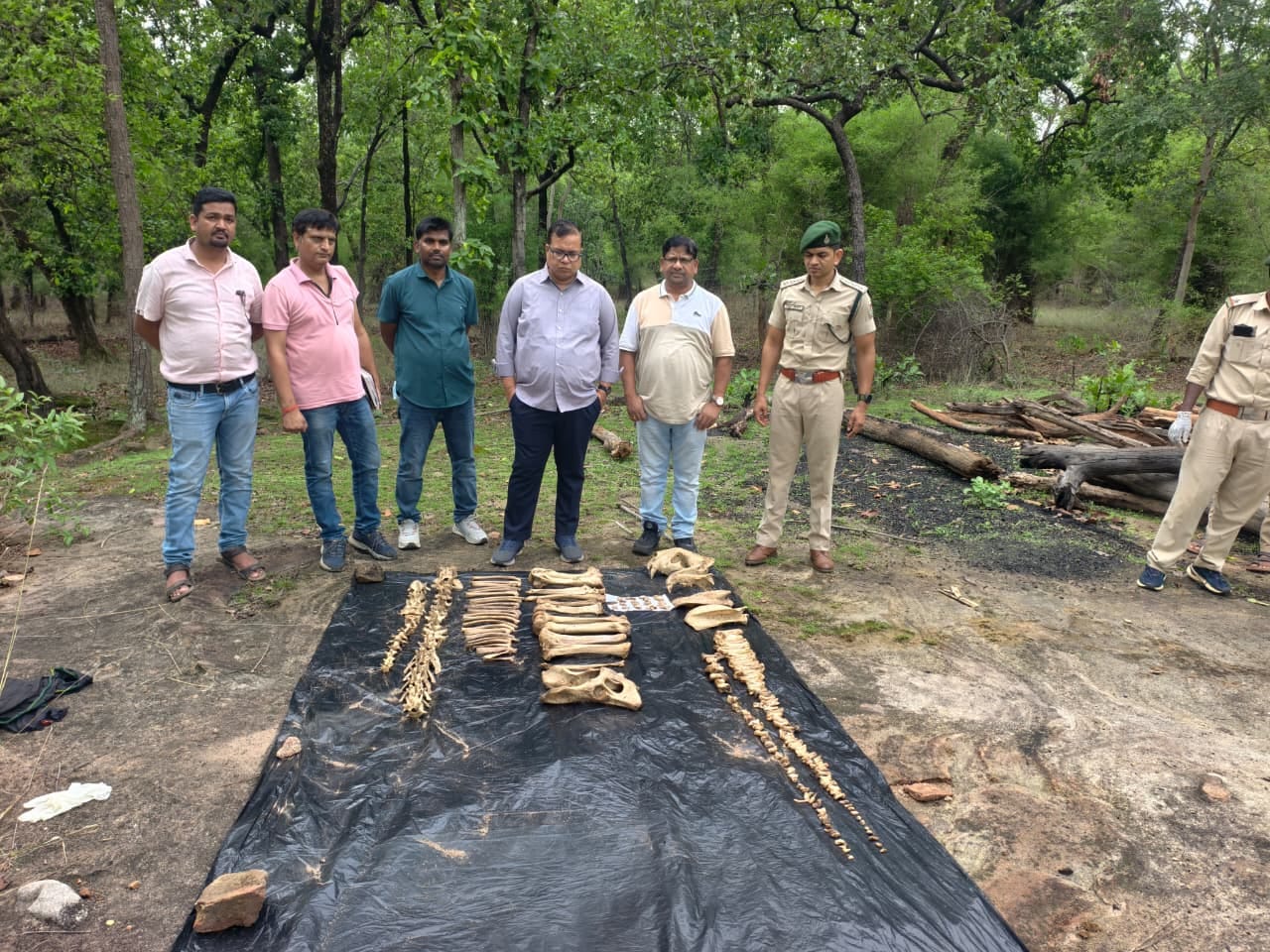 मानसूनी गश्त में मिला रहस्यमयी कंकाल, बांधवगढ़ में बाघ होने की आशंका, NTCA प्रोटोकॉल के तहत हुई मानसूनी गश्त में मिला रहस्यमयी कंकाल, बांधवगढ़ में बाघ होने की आशंका, NTCA प्रोटोकॉल के तहत हुई