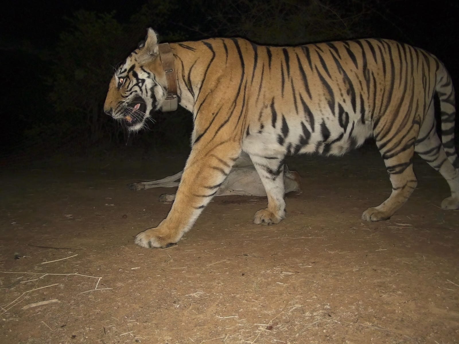 15 दिन बाद सुरक्षित मिली कॉलर वाली बाघिन