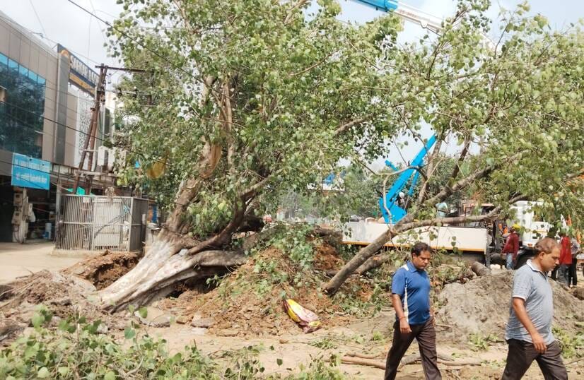 गिरा विशाल पेड़ और परेशान लोग