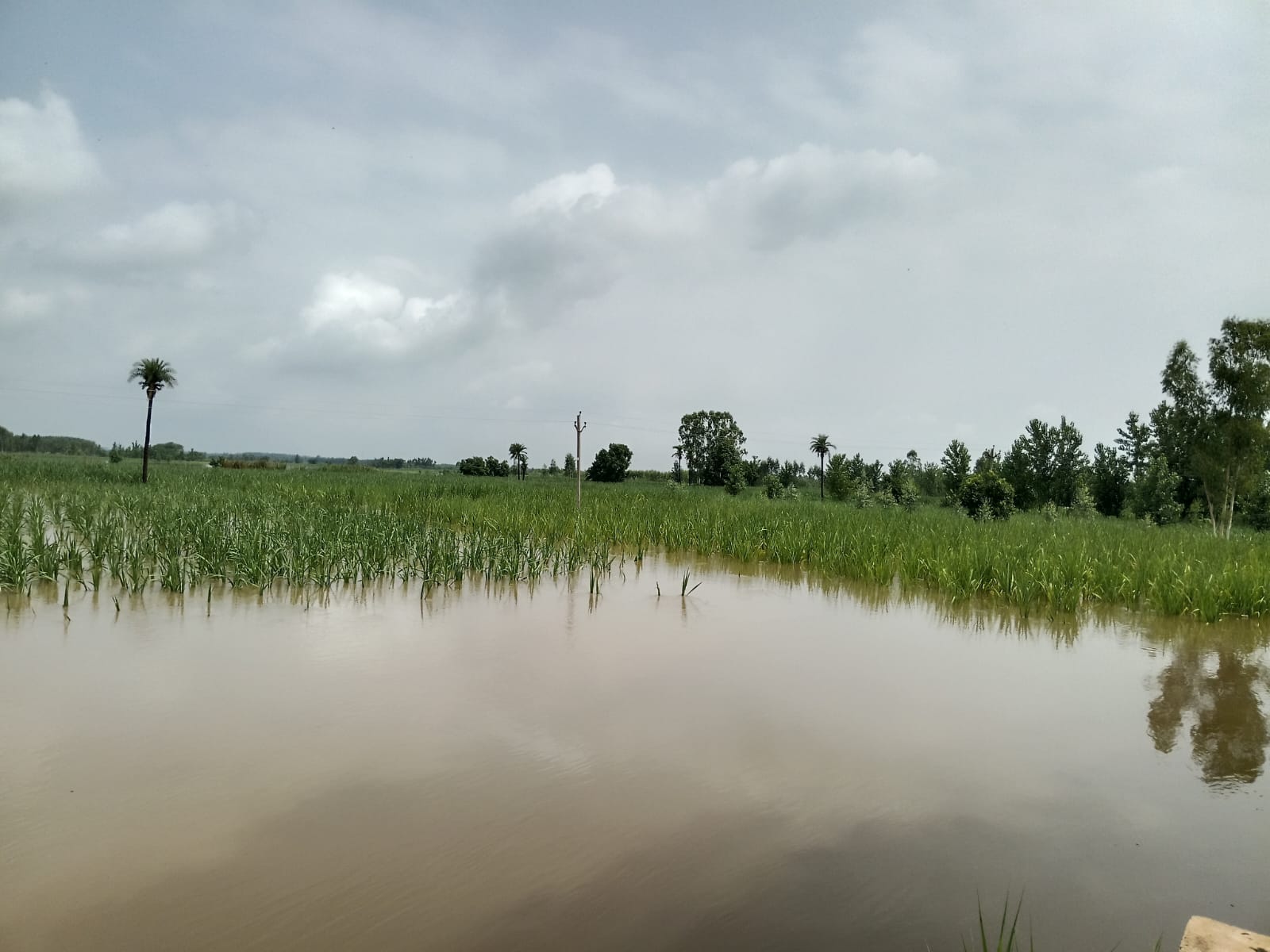 तितावी में हिंडन नदी के पानी में डूबी फसलें : संवाद तितावी में हिंडन नदी के पानी में डूबी फसलें : संवाद