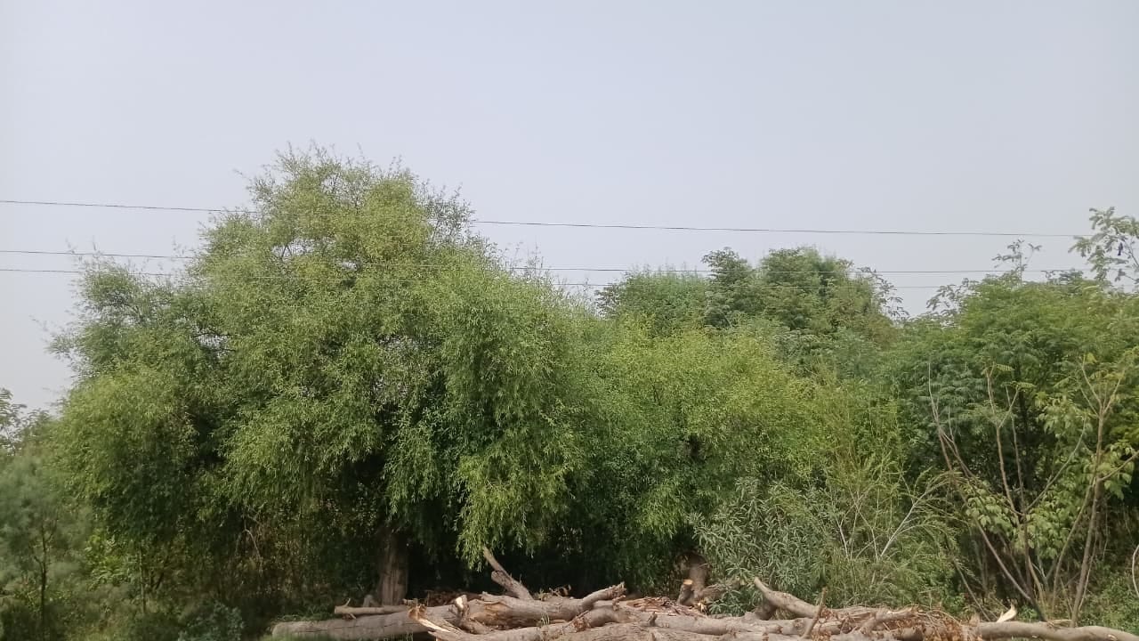 गांव बनगांव में मियावाकी योजना के तहत दो वर्ष पहले लगाए गए पौधे। संवाद गांव बनगांव में मियावाकी योजना के तहत दो वर्ष पहले लगाए गए पौधे। संवाद