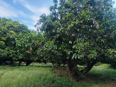 पेड़ से टूटा फजली आम। संवाद पेड़ से टूटा फजली आम। संवाद