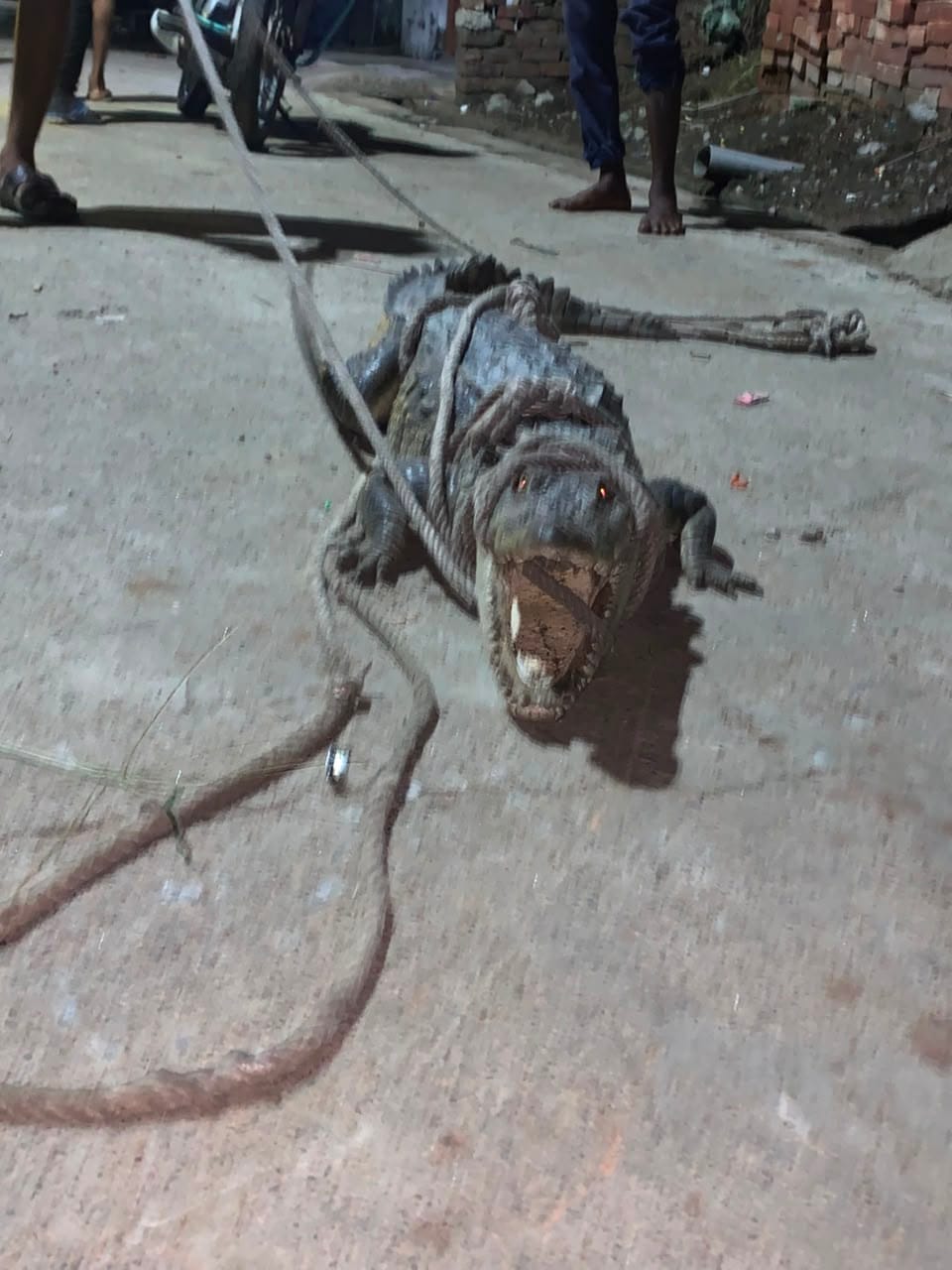हजरतपुर गांव में खेत में मौजूद मगरमच्छ। स्रोत: ग्रामीण हजरतपुर गांव में खेत में मौजूद मगरमच्छ। स्रोत: ग्रामीण