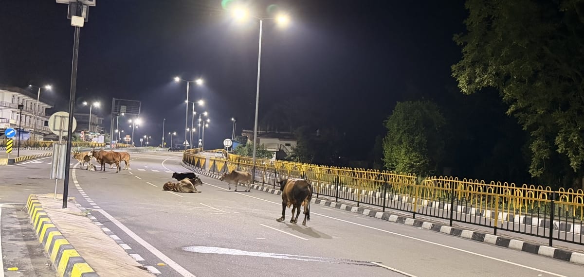 कछियारी फोरलेन पर बैठे बेसहारा पशु। संवाद कछियारी फोरलेन पर बैठे बेसहारा पशु। संवाद