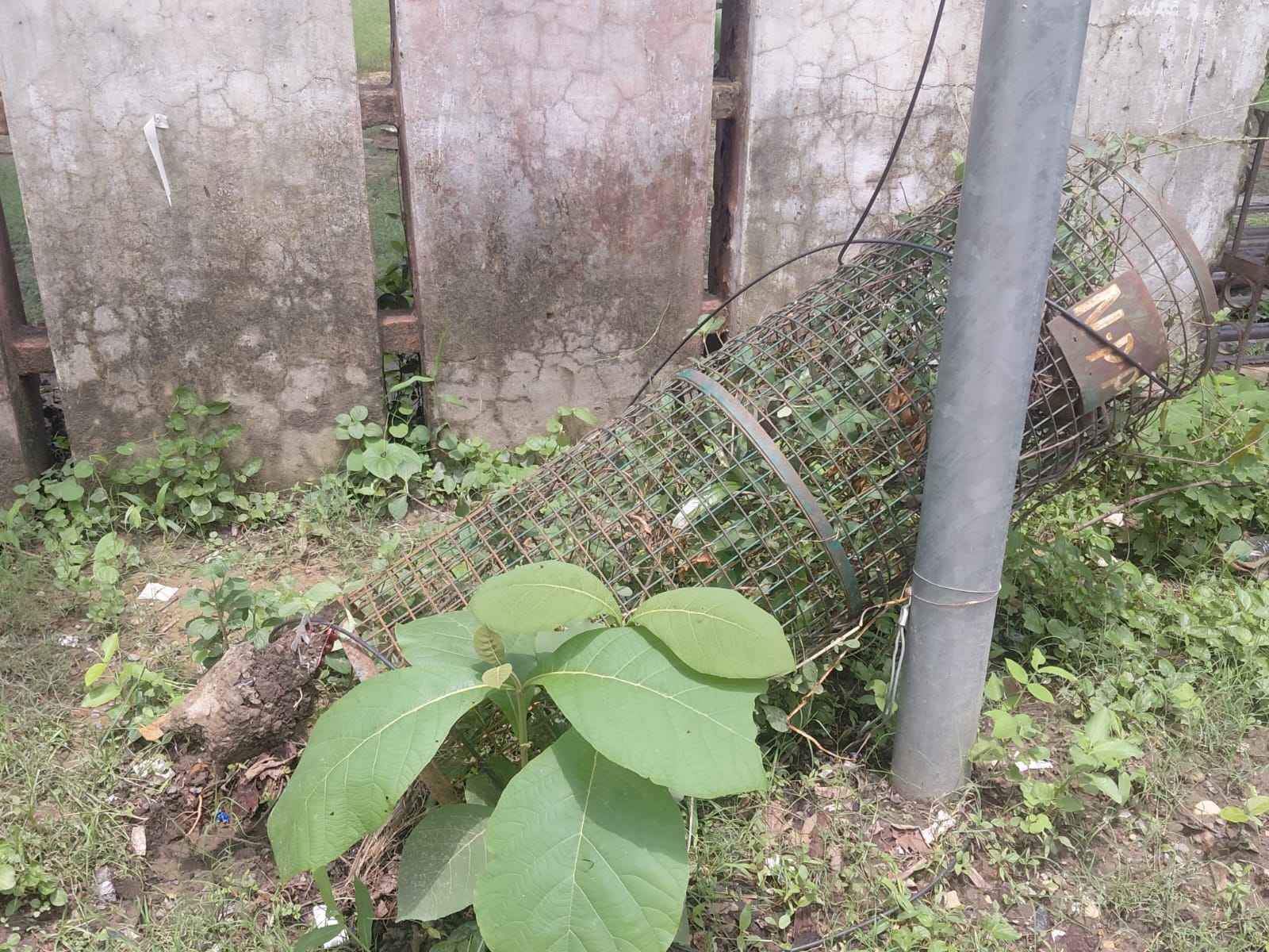 कलेक्ट्रेट परिसर में ट्री गार्ड में लगाए गए पेड़। संवाद