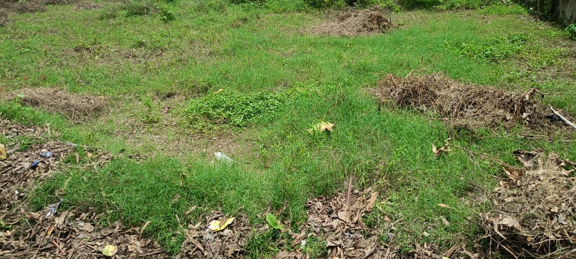 कलेक्ट्रेट परिसर में ट्री गार्ड में लगाए गए पेड़। संवाद