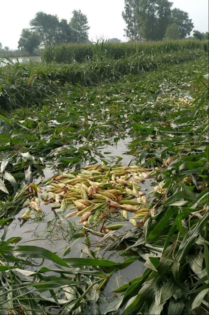 अरिंद नदी का जल स्तर बढ़ने से निधौली कलां क्षेत्र के गांवों की फसल पानी से डूब गई है। किसान उसे