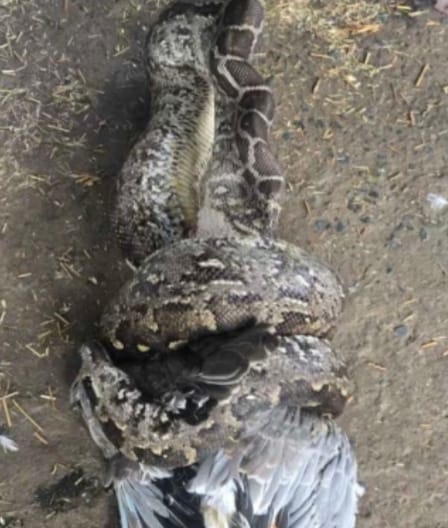 फार्म हाउस में अजगर का रेस्क्यू करते फोटो।