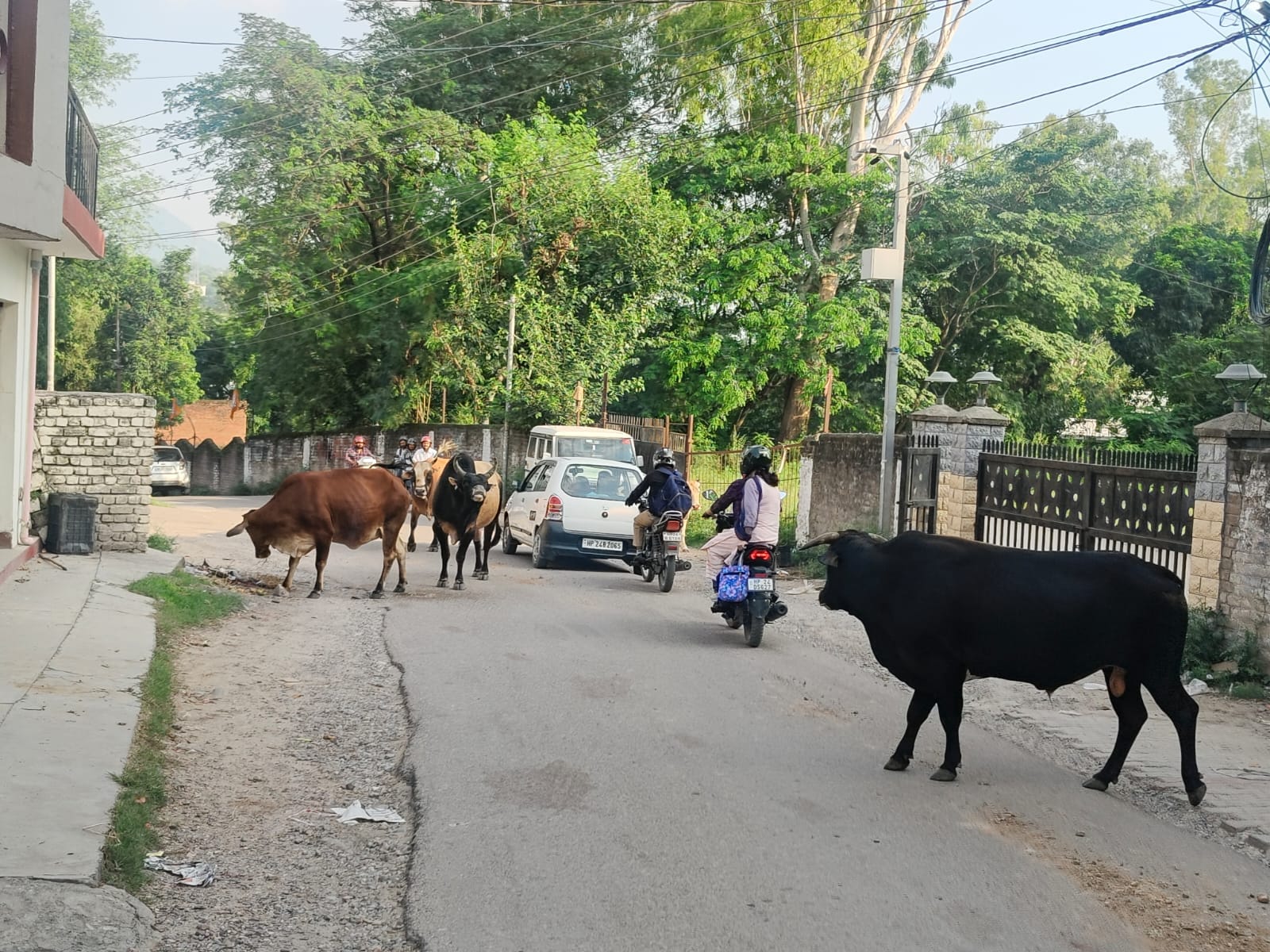 बिलासपुर शहर में घर में बाहर खड़ा लावारिस पशु। संवाद बिलासपुर शहर में घर में बाहर खड़ा लावारिस पशु। संवाद