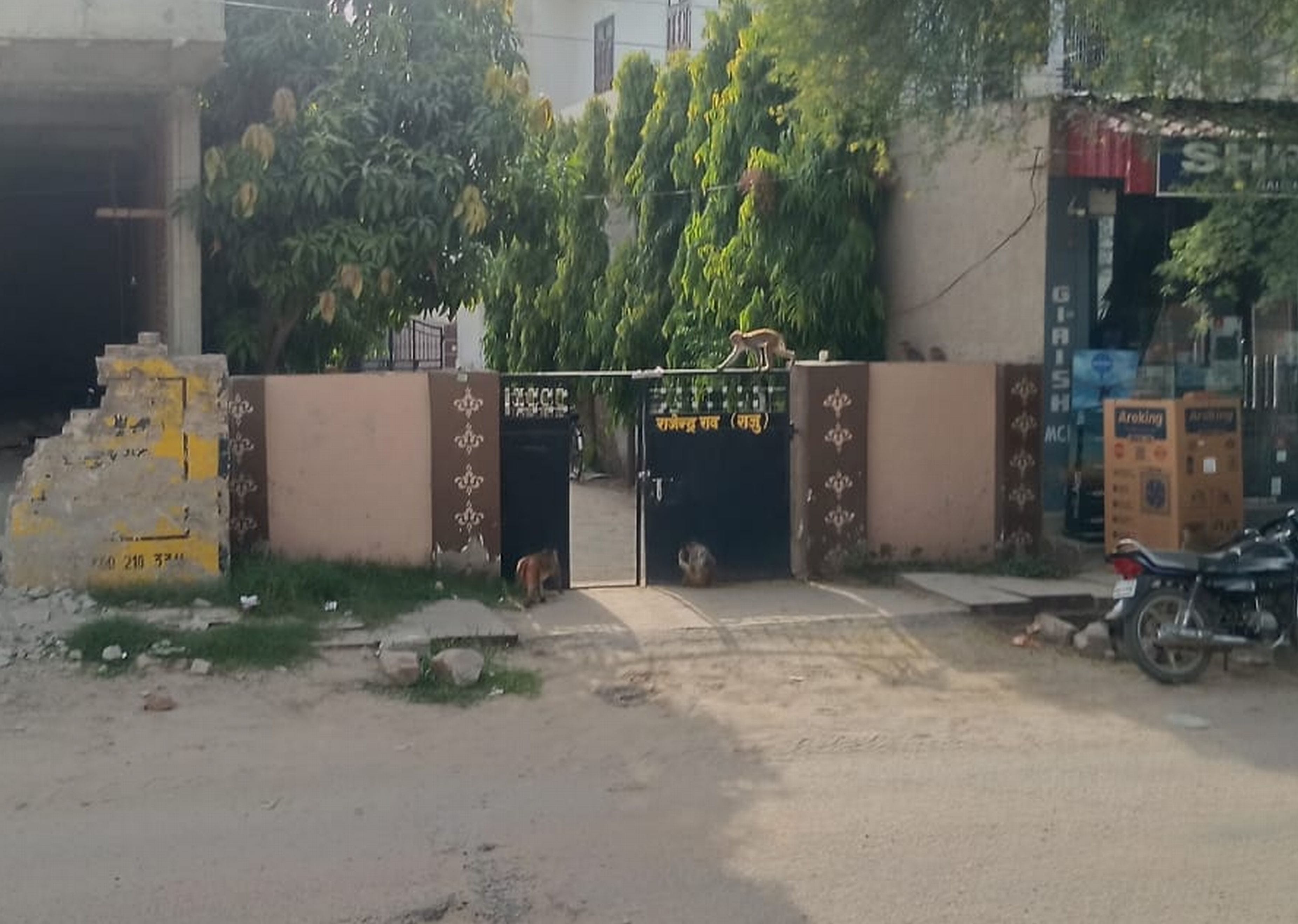 फोटो संख्या:53- पंजाबी मोहल्ला में सड़क के बीचों बीच बैठे बंदर--संवाद फोटो संख्या:53- पंजाबी मोहल्ला में सड़क के बीचों बीच बैठे बंदर--संवाद