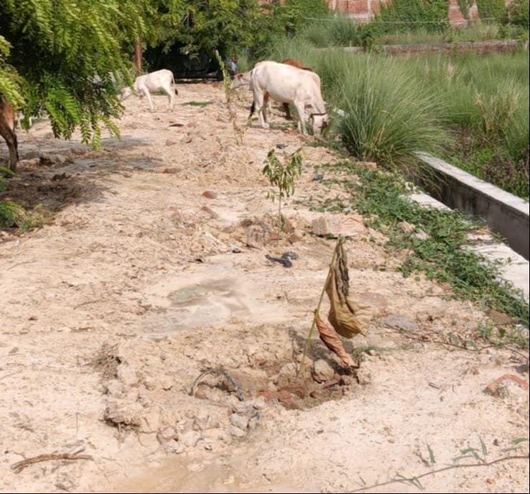 खेल व युवा कल्याण मंत्री गिरीश चंद्र यादव द्वारा रोपे गए पौधे की नहीं की गई सुरक्षा। संवाद