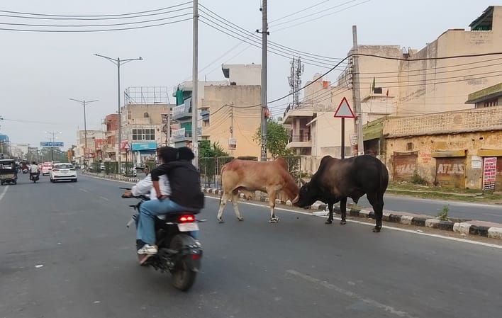 अंबाला रोड पर खड़े दो बेसहारा पशु। संवाद अंबाला रोड पर खड़े दो बेसहारा पशु। संवाद