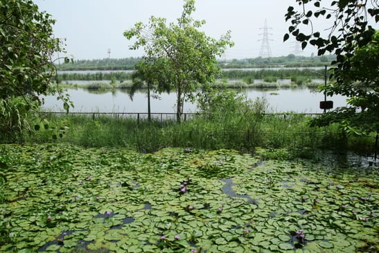 हिंडन नदी का जलस्तर बढ़ने से सिटी फोरेस्ट में हुआ जलभराव। संवाद