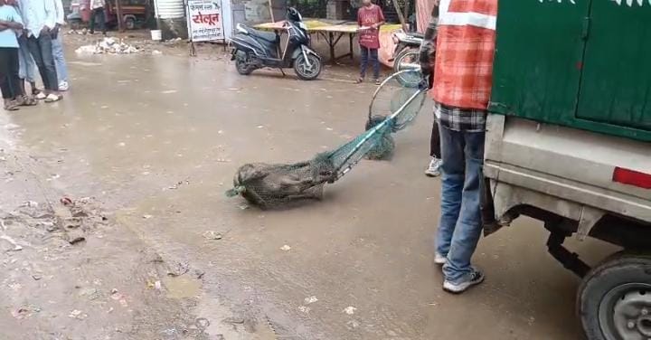korba