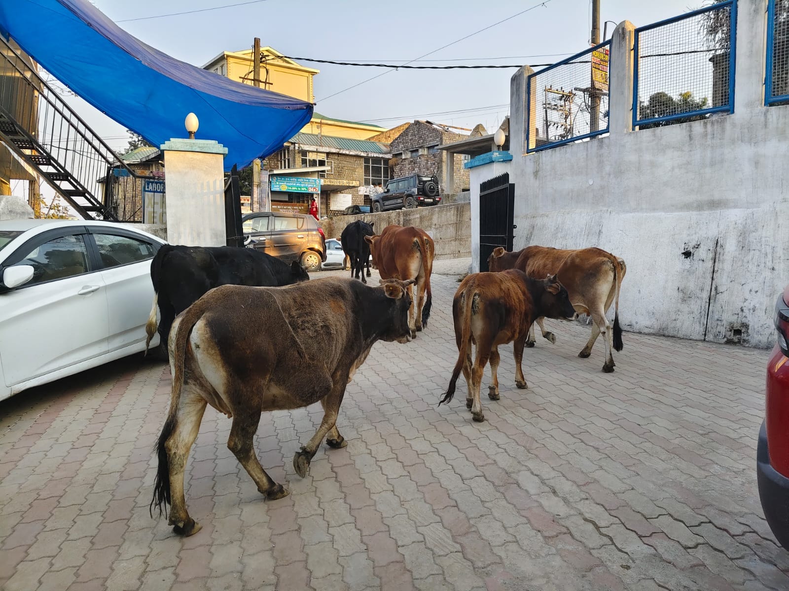 सुनील कुमार गांव कक्कड़