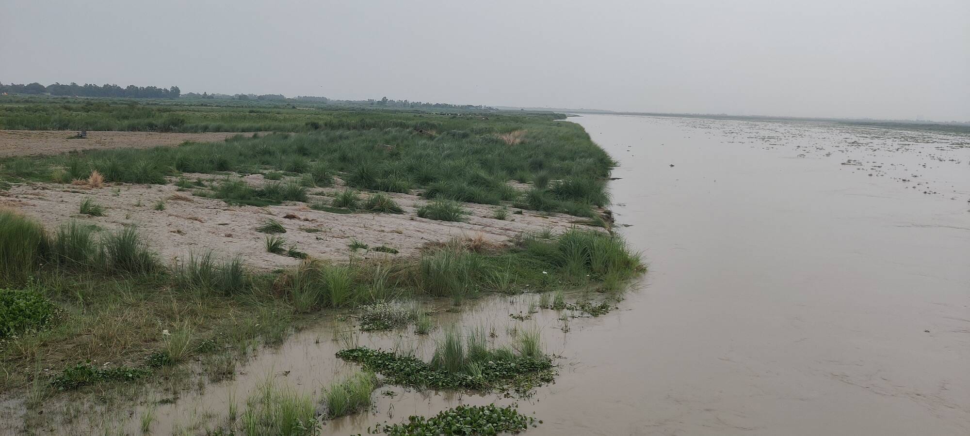 फोटो-14- नसिरापुर में धान रोपाई के लिए पौध उखाड़ते श्रमिक। संवाद फोटो-14- नसिरापुर में धान रोपाई के लिए पौध उखाड़ते श्रमिक। संवाद