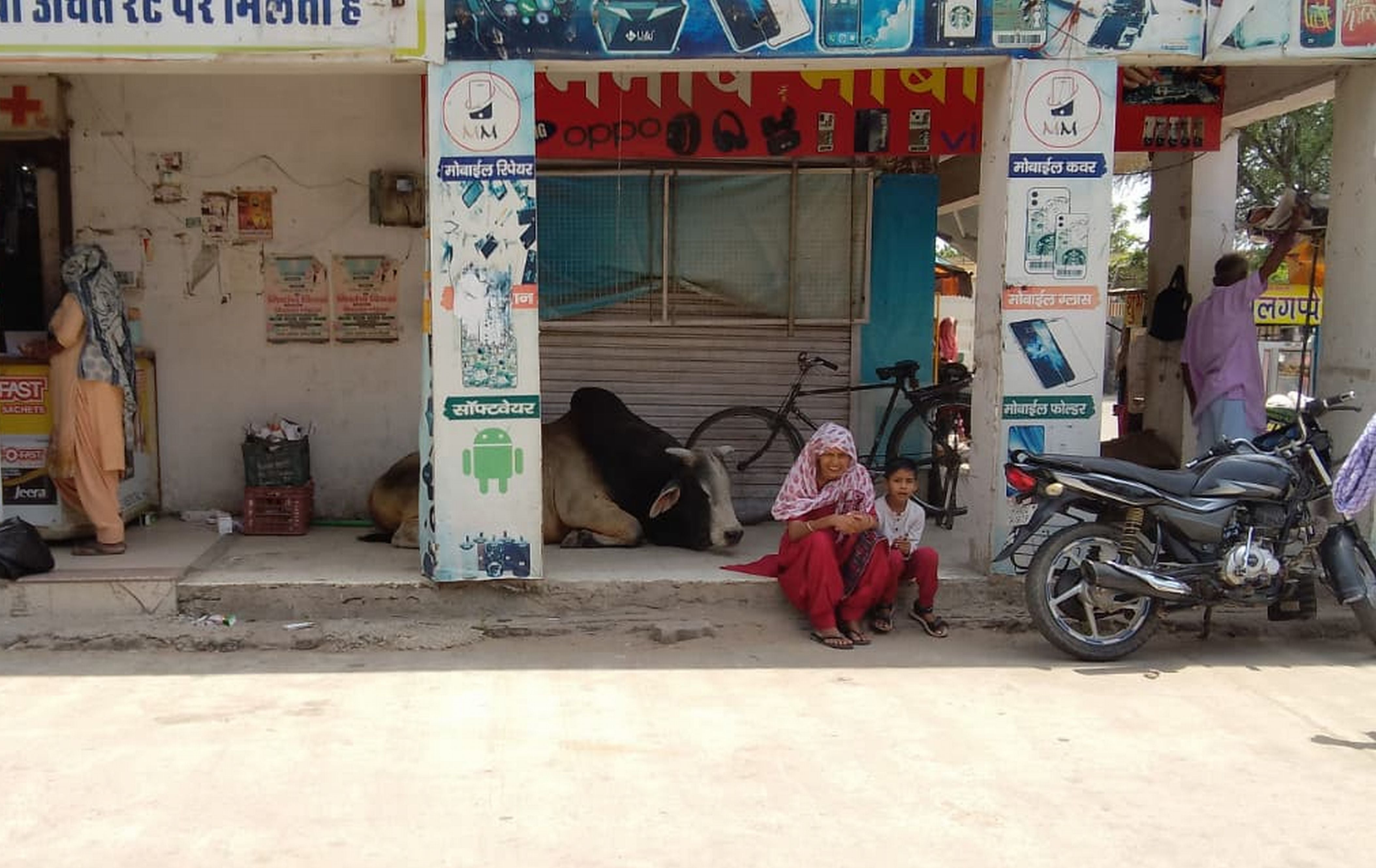 फोटो संख्या:55- प्राथमिक पाठशाला के नजदीक सड़क के बीच बैठे बेसहारा गोवंश--संवाद
