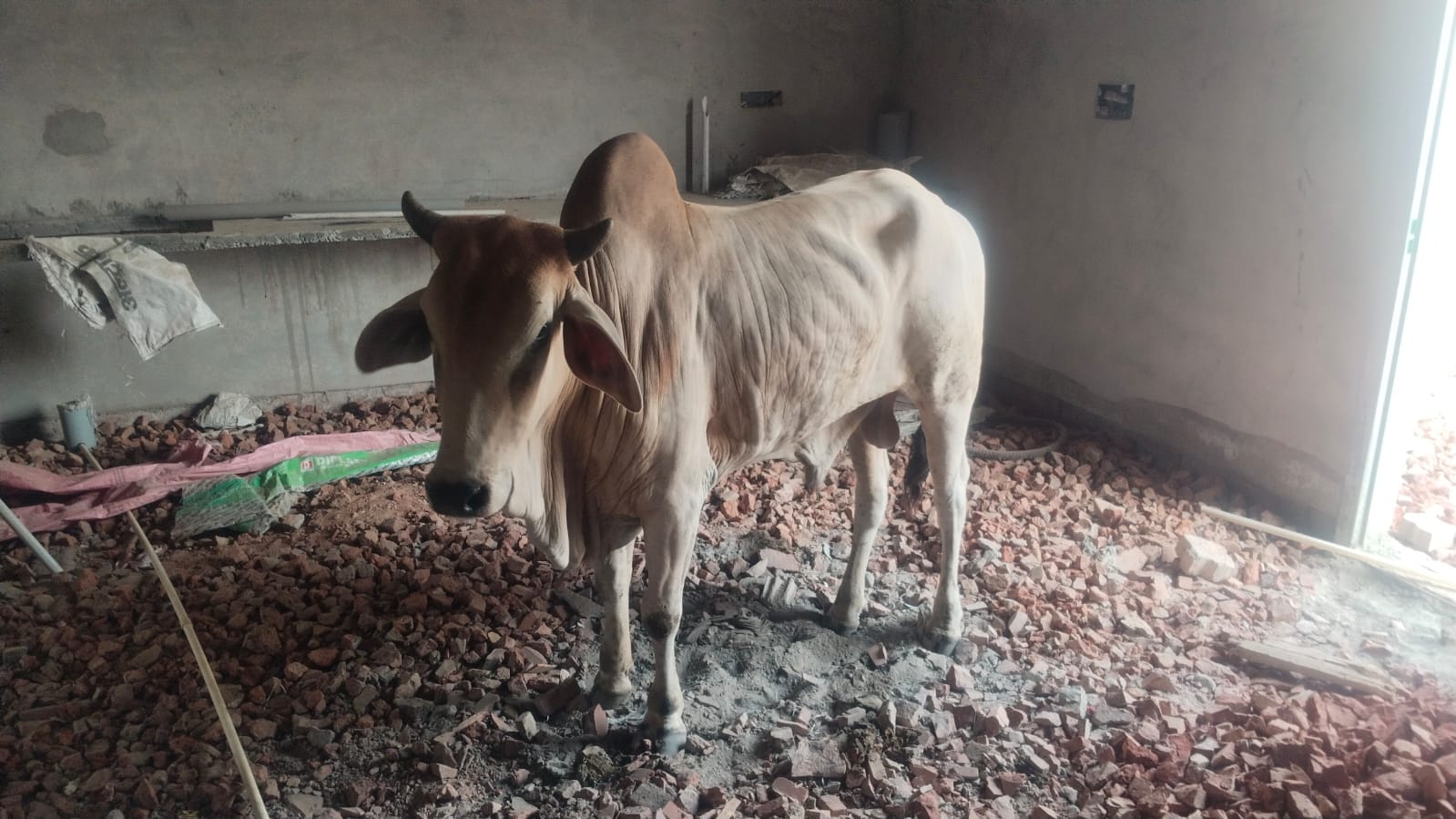 घर की छत पर खड़ा हुआ सांड। संवाद घर की छत पर खड़ा हुआ सांड। संवाद