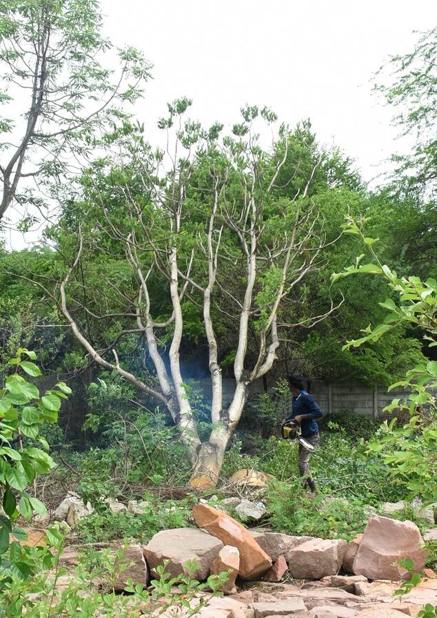 जी-20 रोड पर काटे जा रहे पेड़।