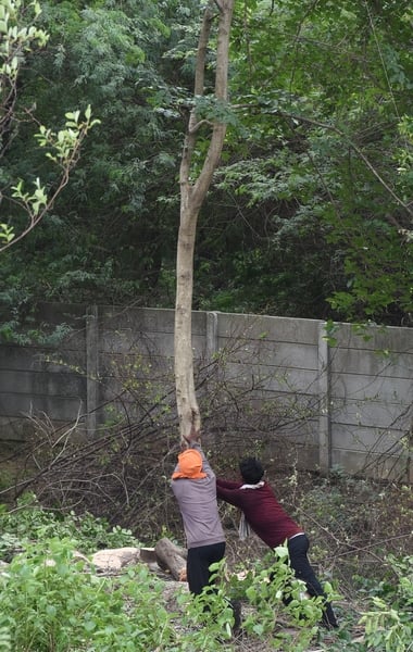 जी-20 रोड पर काटे जा रहे पेड़।