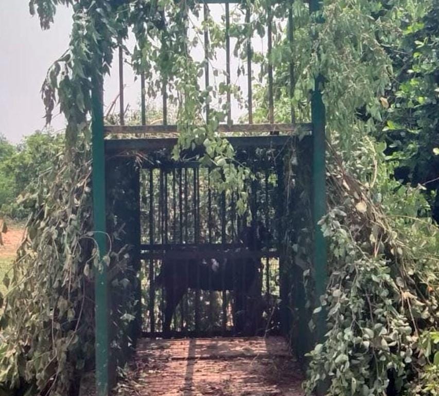 रसुलवा में लगा पिंजरा व मंगाई गई जालीदार ट्रैक्टर-ट्रॉली। संवाद रसुलवा में लगा पिंजरा व मंगाई गई जालीदार ट्रैक्टर-ट्रॉली। संवाद