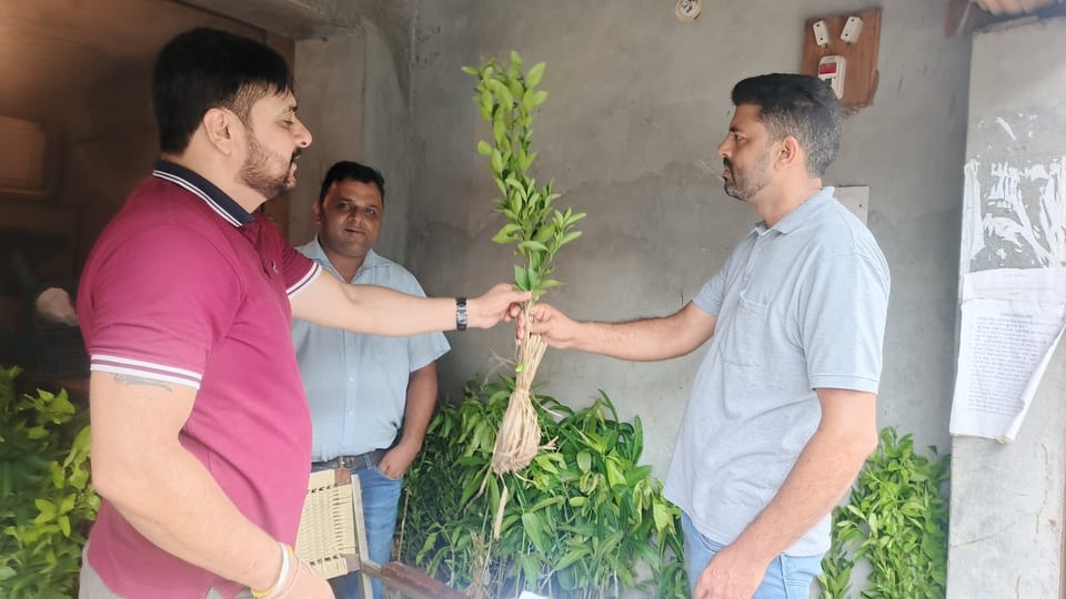 उद्यान सामग्री विक्रय केंद्र हमीरपुर में रखे फलदार पौधे। संवाद उद्यान सामग्री विक्रय केंद्र हमीरपुर में रखे फलदार पौधे। संवाद