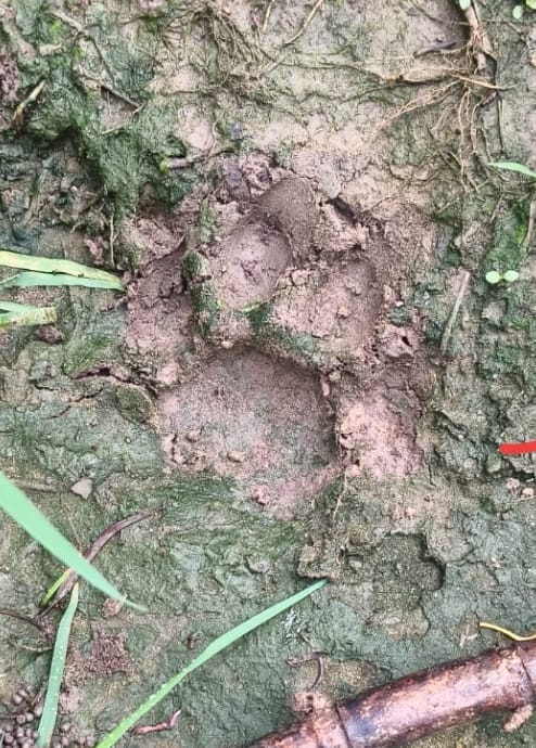 बहसूमा। बटावली के जंगल में नलकूप के पास तेंदुए की फोटो सूत्र इंस्ट्राग्राम पर वायरल बहसूमा। बटावली के जंगल में नलकूप के पास तेंदुए की फोटो सूत्र इंस्ट्राग्राम पर वायरल