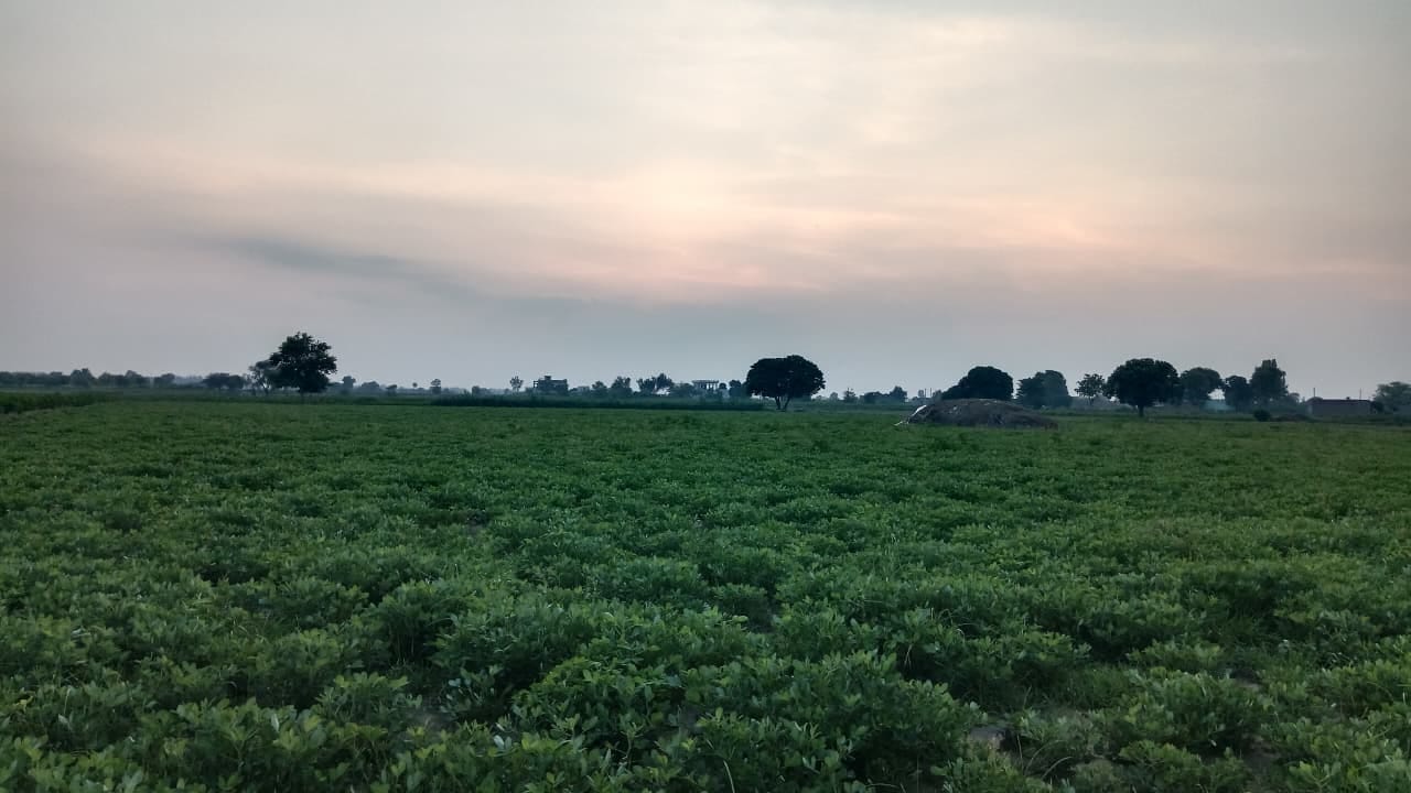 फतेहाबाद। गांव तामसपुरा में बारिश से बिजली की तारों पर गिरा पेड़। स्रोत ग्रामीण
