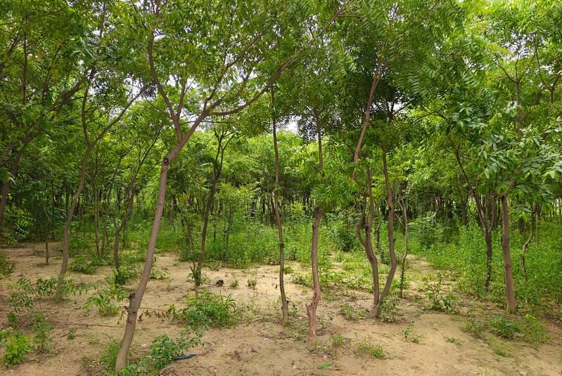 गांव खुडलिया के निकट लगा वन विभाग का पिंजरा। संवाद गांव खुडलिया के निकट लगा वन विभाग का पिंजरा। संवाद
